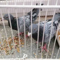 کبوتر|پرنده|سبزوار, جوادیه شرقی|دیوار