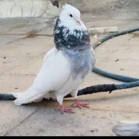 کبوتر گم کردم ۳ روز پیش