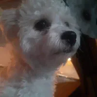 گمشدن سگ خانگی|حیوانات|شیراز, شهرک مهدی‌آباد|دیوار