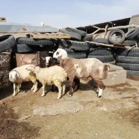 بره قوچی شیرازی