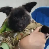 سگ پامر ۷ماهه