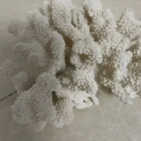 آکواریوم. مرجان.