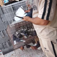 دم سفید|پرنده|اهواز, فرهنگ شهر|دیوار
