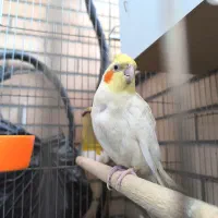 عروس هلندی نر وسه عدد جوجه|پرنده|شاهین‌شهر, خبرنگار|دیوار