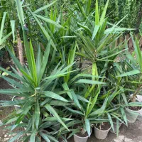 تعدادی گل بیرونی گلدانی ریشه دار سالم قیمت مناسب