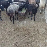 میش