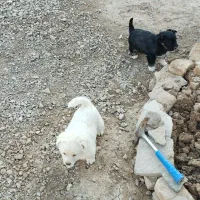 واگذاری دوعدد توله ی پاکوتاه اشپیتز