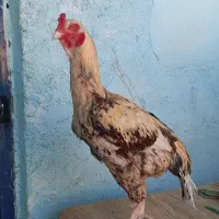 خروس باکستانی