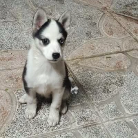 توله هاسکی|سگ|کرج, خرمدشت|دیوار