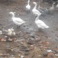 تخم غوغاز سفید|حیوانات مزرعه|علیآباد کتول, |دیوار