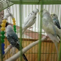 مرغ عشق سالم و سرحال|پرنده|کرج, شهرک فهمیده|دیوار