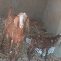 بز و بزغاله