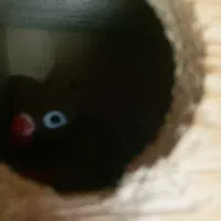 حیوانات و لوازم|پرنده|رستمکلا, |دیوار