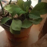 گل  طبیعی|گل و گیاه طبیعی|ایوان, |دیوار