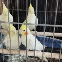 دو جفت عروس به قیمت