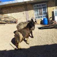 غوچ|حیوانات مزرعه|سپیدان, |دیوار