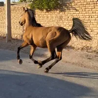 اسب نریان‌ دره‌شور|اسب و تجهیزات اسب‌سواری|مرودشت, تخت جمشید|دیوار