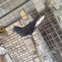 جوجه اشعل|پرنده|اهواز, کمپلو شمالی|دیوار