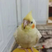 پرنده عروس هلندی سخنگو