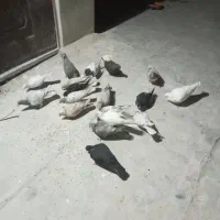 15عدد‌کفتر پرنده