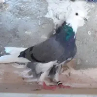 ماده شازده سبز پاک پاک عتیقه کبوتر