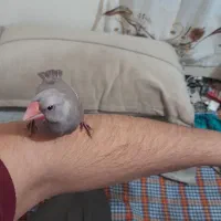 یک عدد نرگس گولدین معاوزه با۲۰تا گونجشک