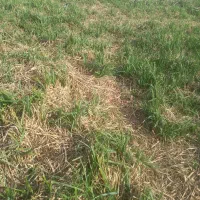 ۱۸۷مترزمین دونبش.بر۱۰متر