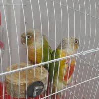 طوطی|پرنده|رودبار, |دیوار