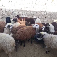 بره نر پای پروار