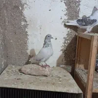 کفتر کله دار پرشی