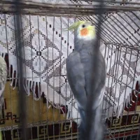 طوطی عروس سخنگو