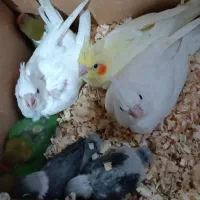 جوجه عروس هلندی و کوتوله سرلاکی