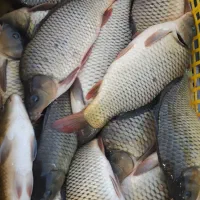 ماهی کپور و آمور عمده