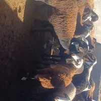 ۳۹ راس کاور افشاری آوستن