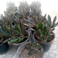 پــتوس،گـندمی،کـاکـتـوس،اشـکتـمـساح با قیمت ارزان|گل و گیاه طبیعی|تهران, تاکسیرانی|دیوار