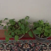 گلدانها دانه ای۳۵
