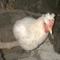 مرغ