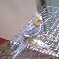 عروس هلندی نر
