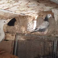 دم سبز ماده