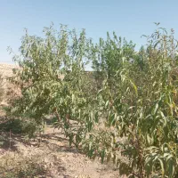 معاوضه زمین کشاورزی و باغچه باآپارتمان|فروش دفتر صنعتی، کشاورزی، تجاری|جوادآباد, |دیوار