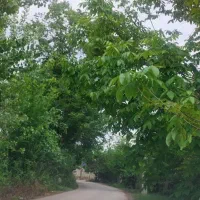 315-متر-زمین-مسکونی-نامه-مبنی-بر-اجازه-ساخت