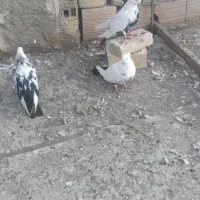 کبوتر دمبی