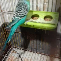 جفت مرغ عشق بزرگ وکشیده