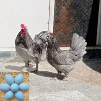 تخم نطفه دار جوجه مولد نژاد زینتی اراکانا امرکانا