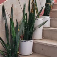 فروش گیاه آپارتمانی سانسوریا با گلدون سرامیکی