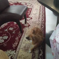 پامرین اشپتز روباهی