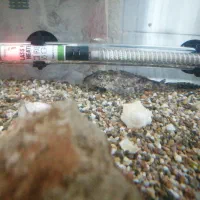 ماهی آکواریومی لجن خوار