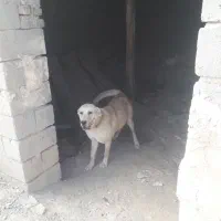 واگذاری سگ پژدر ماده