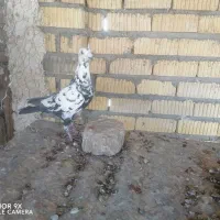 ماده دم سیاه سینه تخت جوان|پرنده|شیراز, زرهی|دیوار