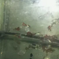 ماهی گوپی نر قرمز خوشرنگ